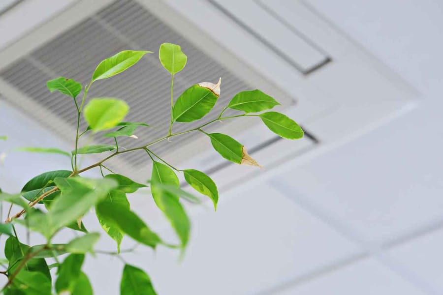 Ficus green leaves on the background of ceiling air conditioner in modern office or at home. Indoor air quality concept.